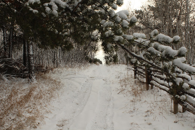 Snowy trail along rail fence and pine trees