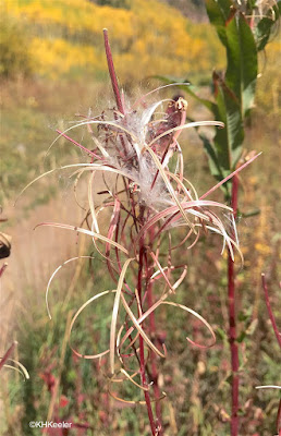 fireweed with seeds