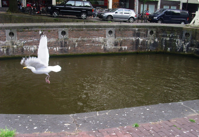 Seagull in Amsterdam