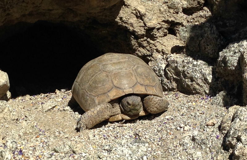 Desert Tortoise, Henderson Loop Trail, Palm Springs California, Palm Desert California, Palm Desert Hikes
