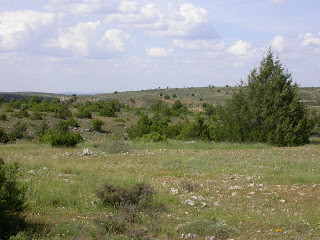 In the mediterranean belt Cetraria aculeata can also be found in steppe ecosystems such as this "sabinar" in Central Spain. Guadalajara, Zaorejas. Credit: Christian Printzen
