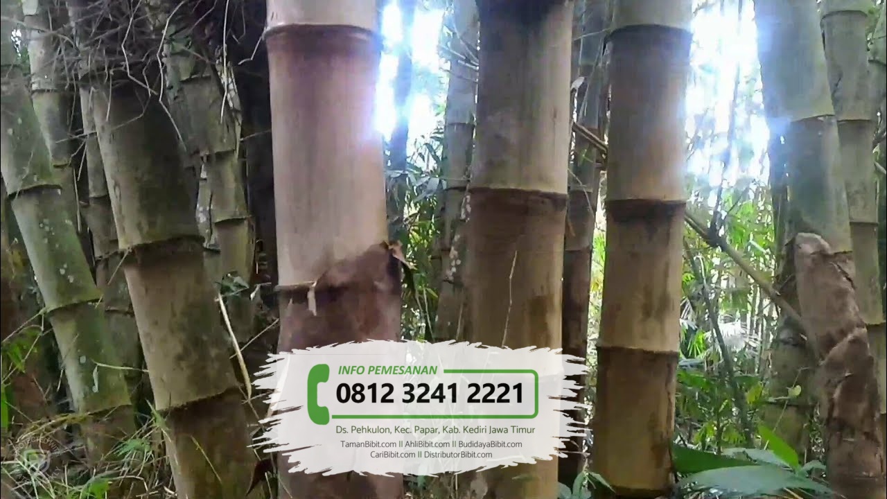 Jual Bibit Pohon Bambu  Petung  Betung TamanBibit com