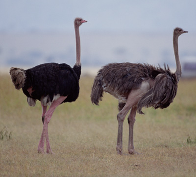 BURUNG unta atau Struthio camelus berasal dari benua Af