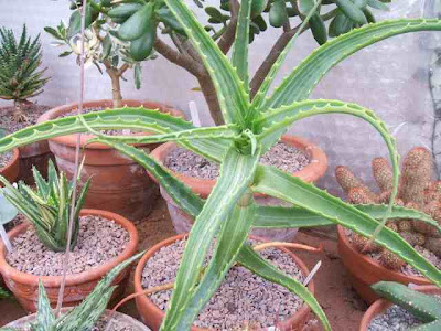 Candelabra Aloe