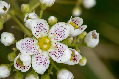 [Saxifragaceae] Saxifraga hostii – Host's Saxifrage (Sassifraga di Host)