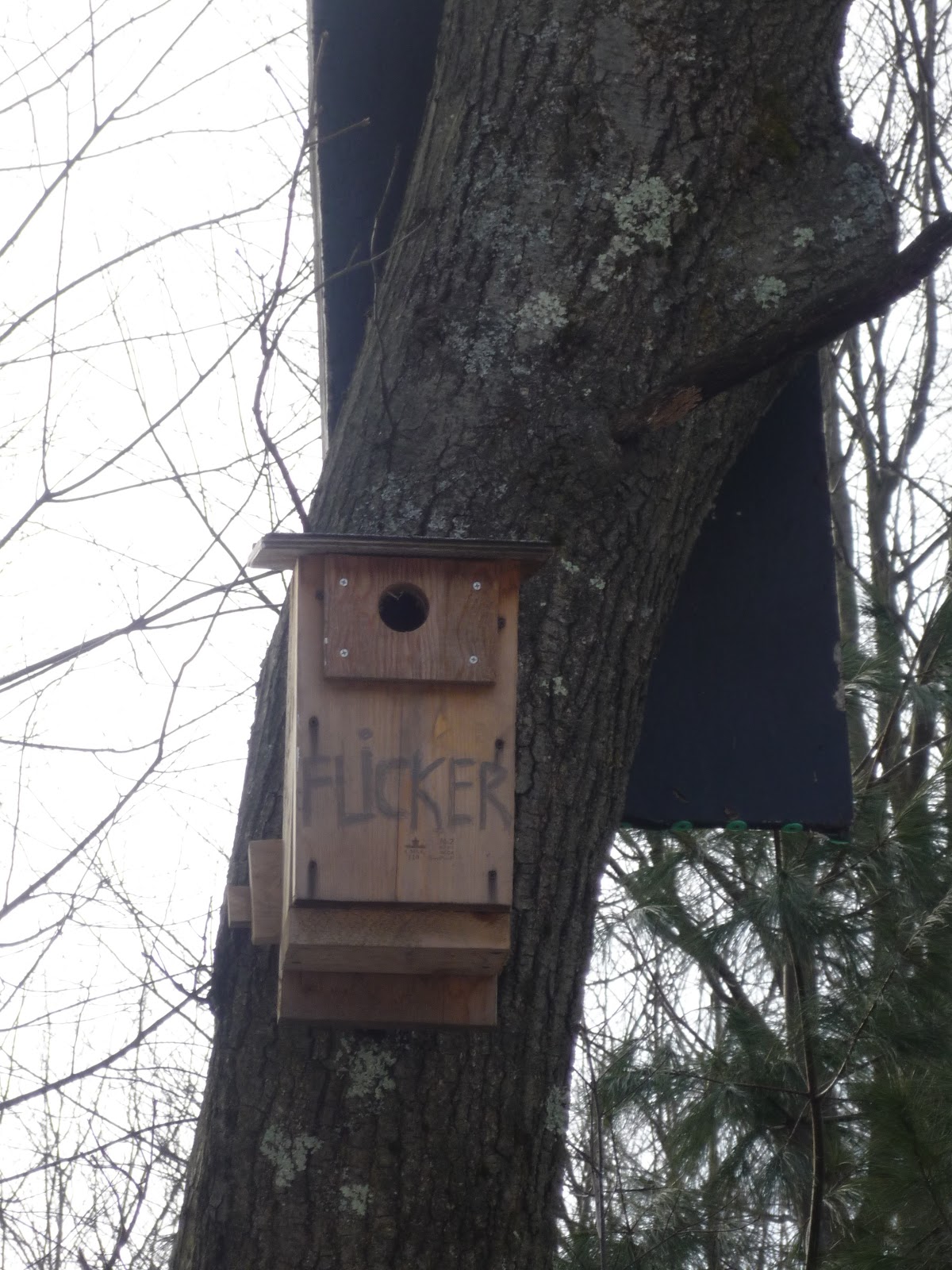 mourning dove nest box