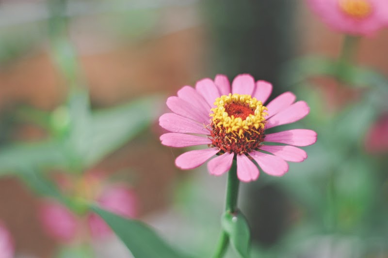 Photography Tips and Trick : Flower in Mini Garden