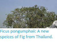 http://sciencythoughts.blogspot.com/2019/05/ficus-pongumphaii-new-speices-of-fig.html