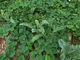 Sprawling sweet potato vines have overtaken the cardoon plants. 