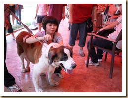 adoption st bernard