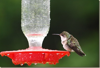 WetHummingbird