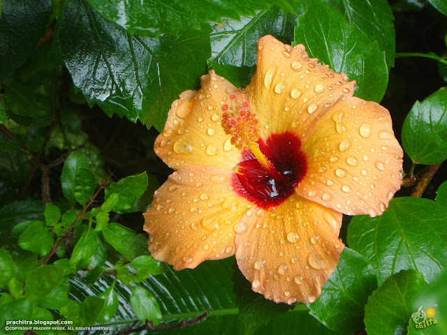 Orange Hibiscus - just after rains