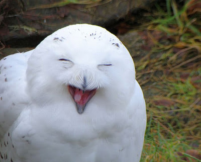 Laughing Owls Seen On www.coolpicturegallery.us