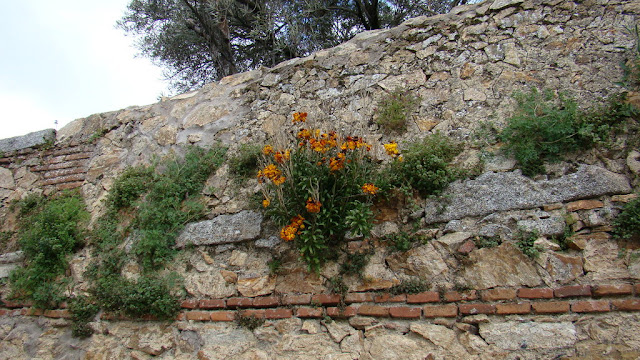 Alhelí amarillo (Erysimum cheiri (L.) Crantz).
