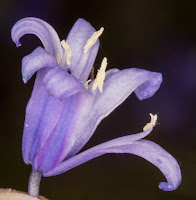 English Bluebell, Hyacinthoides non-scripta.  Hayes Common, 27 April 2016.