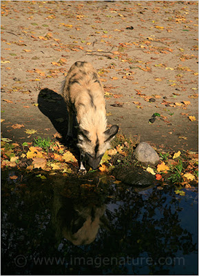 African wild dog (Lycaon pictus)