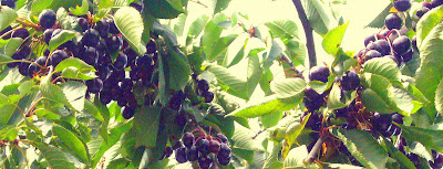 Backyard Cherry Tree