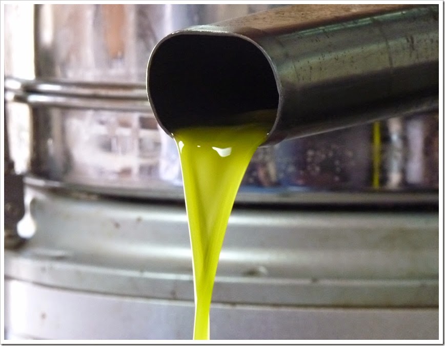 Horfesh-Olive Harvest
