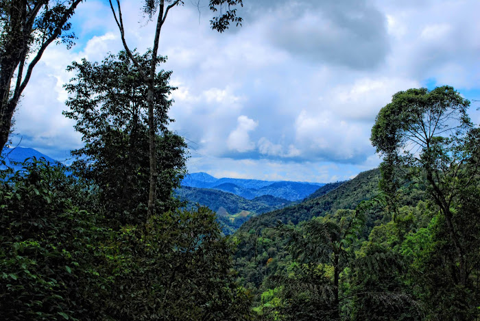 highlands, rainforest, tropica rainforest, hutan hujan tropika