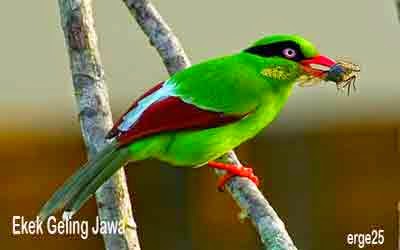 14, Burung, Terindah, Dan, Menakjubkan, Indonesia, Yang, Mendunia