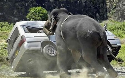 Animal Attacking Car Seen On www.coolpicturegallery.us