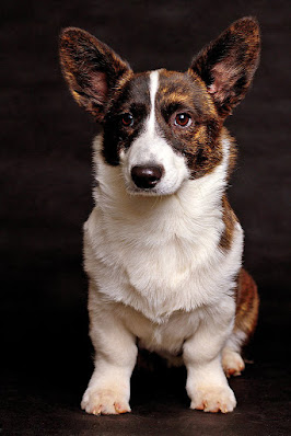 Cardigan Welsh Corgi puppy pictures