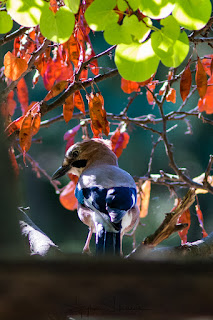 Eurasian Jay