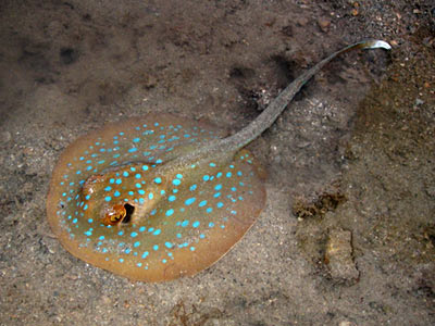 The Blue Spotted Stingray are