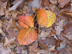 orange aspen leaves