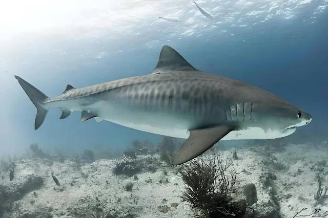 Los investigadores han descubierto que más especies de tiburones son "de sangre caliente" de lo que se pensaba. Esto tiene implicaciones en un mundo en calentamiento y plantea preocupaciones sobre la supervivencia de estos tiburones en un entorno cambiante.