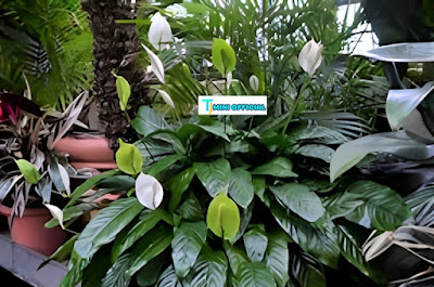 The Advantages of Indoor plant in your Home