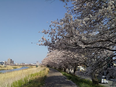 犀川　桜