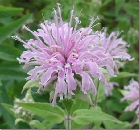 monarda fistulosa