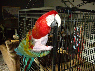 Harga Green winged Macaw Terlengkap Terbaru 2016