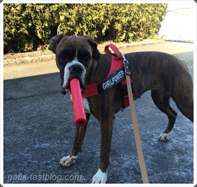 Boxer Amy mit Stick