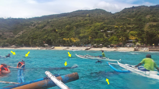 five whalesharks on the water visible from up the boat with the beach in the background in oslob cebu