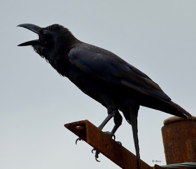 "Large-billed Crow,on a electric pole calling."