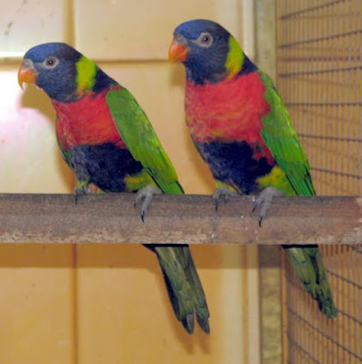 Scarlet breasted Lorikeet