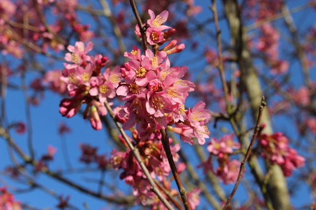 Looks like it's Prunus 'Kursar'