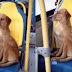 VÍDEO DE CACHORRO SOZINHO DENTRO DE ÔNIBUS VIRALIZA; ASSISTA