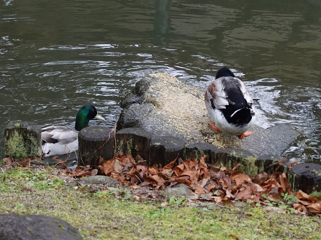 伯耆古代の丘公園の越冬中の鴨