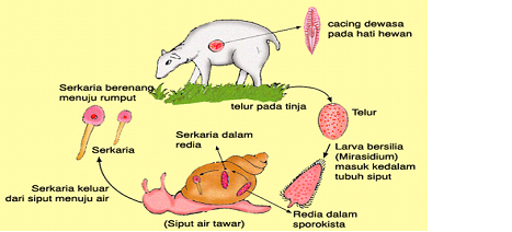 fungsi dan struktur hewan  ZOOLOGI INVERTEBRATA