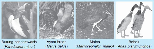 Pengertian dan Klasifikasi Hewan Vertebrata (Hewan 