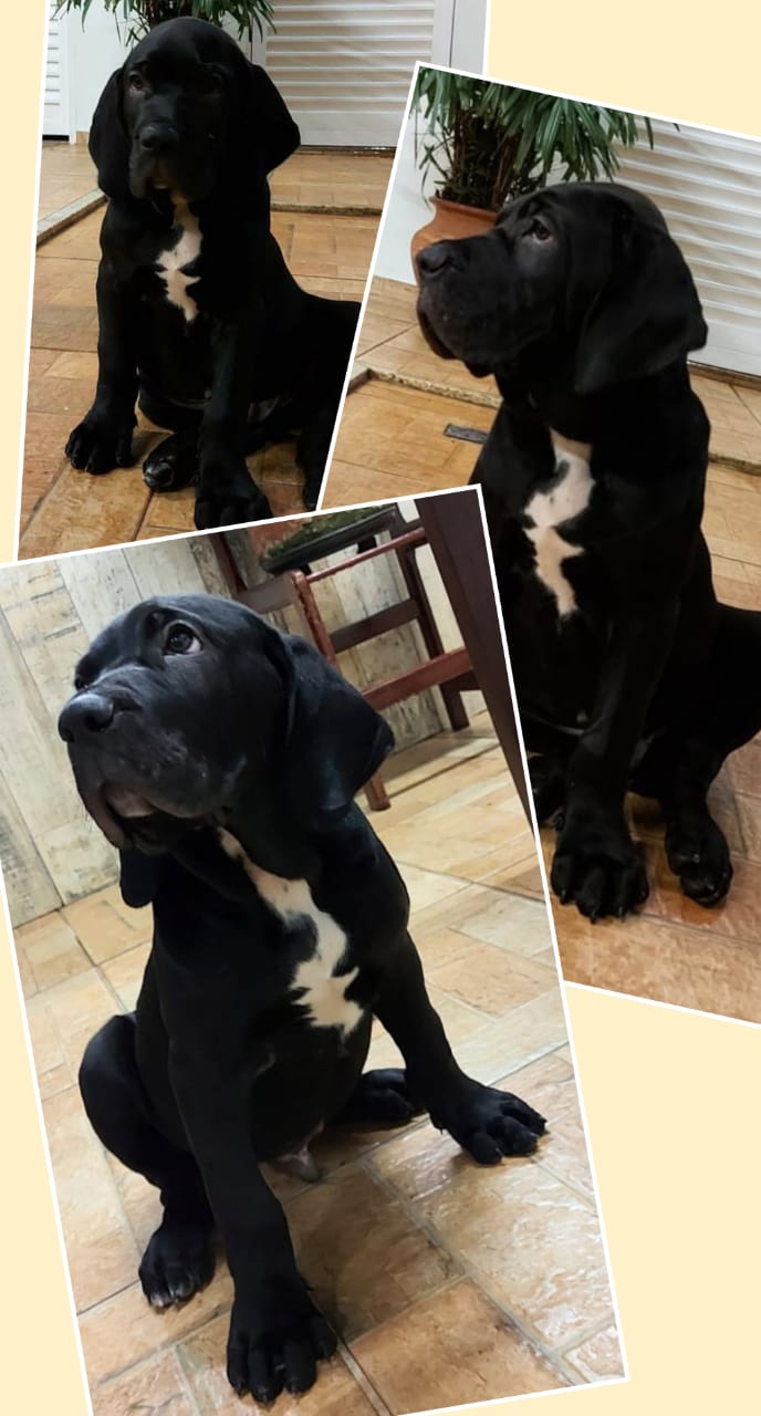 Ficheiro:Filhote de Original Fila Brasileiro - 4 meses.jpg