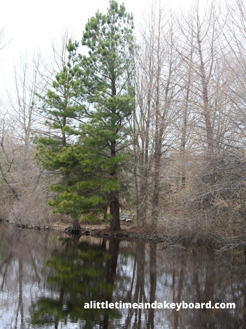 Serene scene at Pickering Creek Audubon Center.