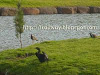 Birds in Pu La Deshpande park