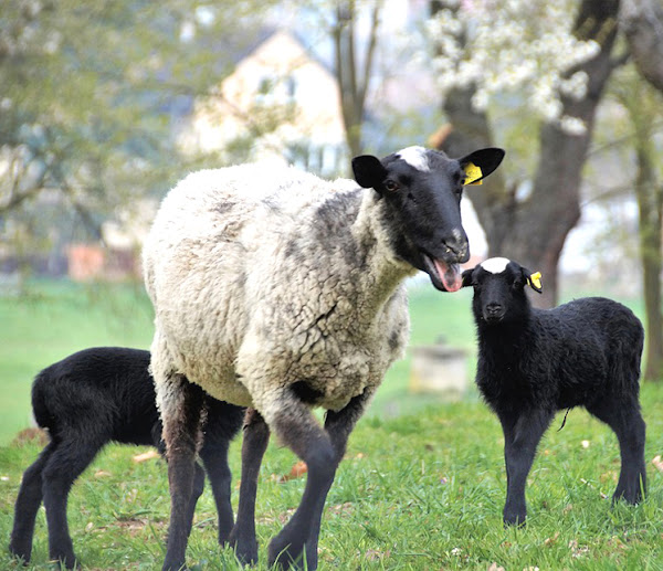 sheep, sheep farming, sheep farming business, sheep picture, commercial sheep farming, sheep farming business plan, sheep farming for beginners, sheep farming for profits, how to start sheep farming business