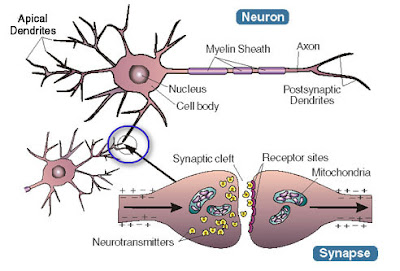 sel saraf dan fungsinya  bagian-bagian sel saraf  sel saraf pada manusia  fungsi akson  fungsi sel saraf  macam macam sel saraf  sel saraf neuron  sel saraf penghubung