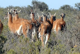 Guanaco in Valdes Peninsula and Patagonia