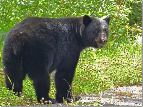 Bear along Glacier Highway to Stewart/Hyder